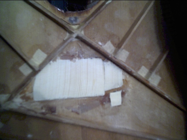 image title is 45/25The spruce patch from underneath